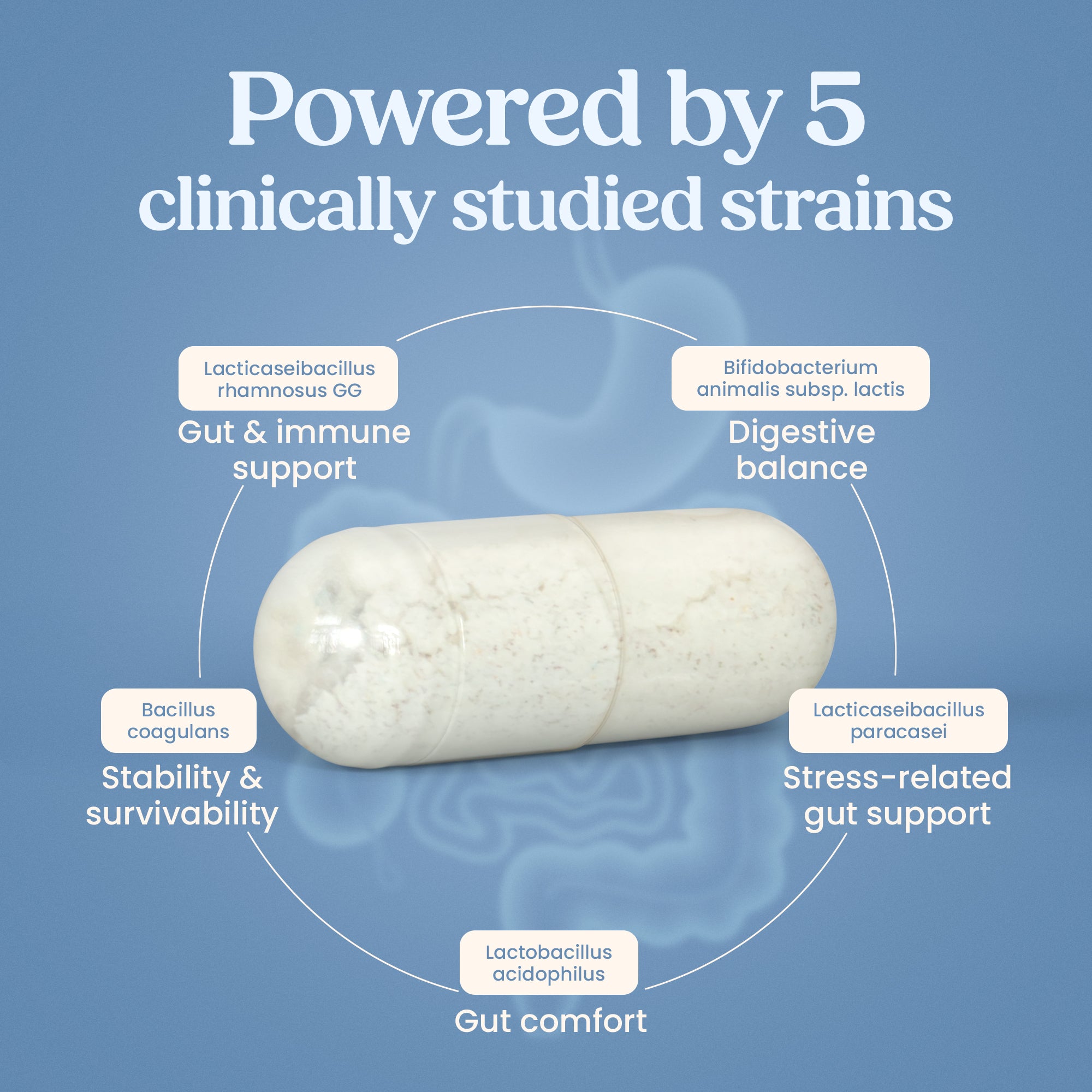 Synbiotic Gut Microbiome Formula